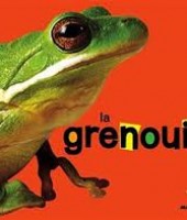 la grenouille la grenouille