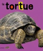 la tortue la tortue