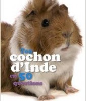 ton cochon d'inde ton cochon d'inde